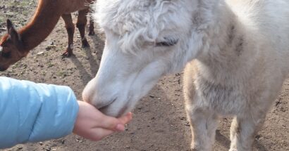 Een week in ons thuisonderwijsgezin